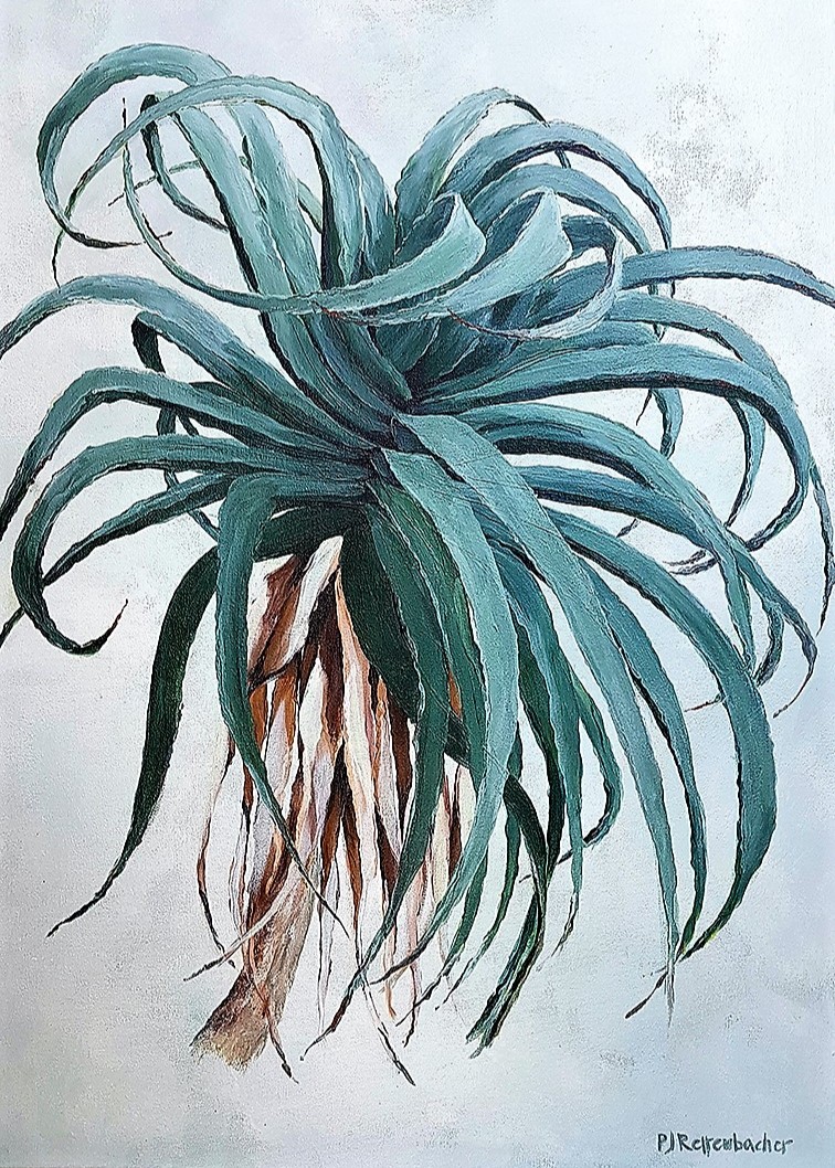 Aloe 1